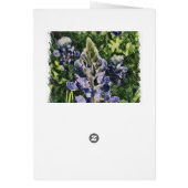 Bluebonnet Sketch (Back)