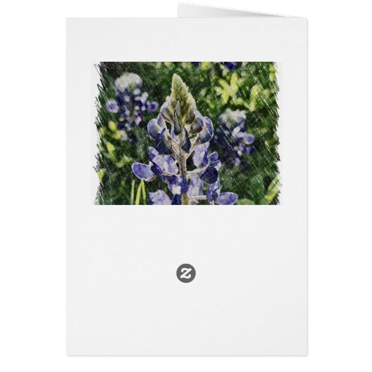 Bluebonnet Sketch (Back)