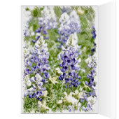 Bluebonnet Sketch (Inside (Left))