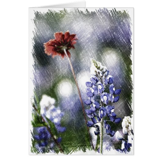 Bluebonnet Sketch Cards (Front)