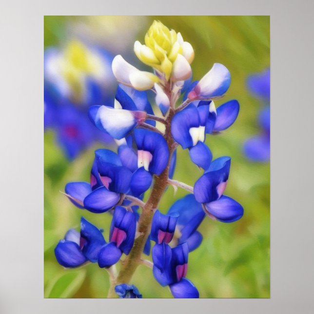 Bluebonnet Texas Flower Wildflower Poster (Front)