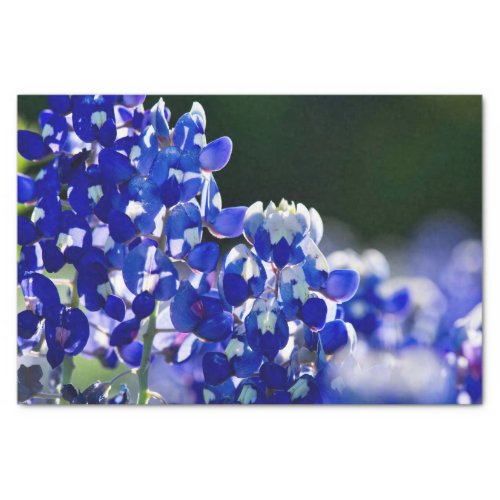 Bluebonnet Tissue Paper