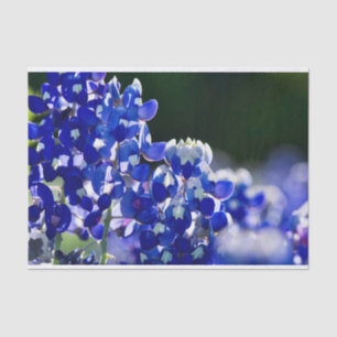 Bluebonnet Tissue Paper