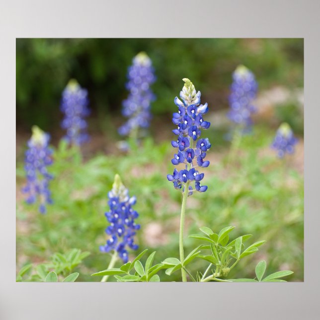 Bluebonnet Wildflowers Poster (Front)