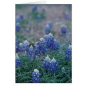 Bluebonnets (Front)
