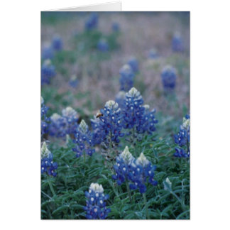 Bluebonnets