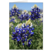 Bluebonnets (Front)