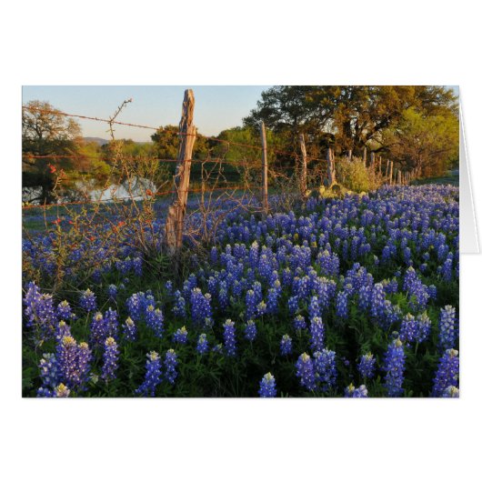 Bluebonnets and Barbed Wire Fence Cards (Front Horizontal)