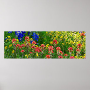 Bluebonnets and Indian Paintbrush - Panaoramic Poster