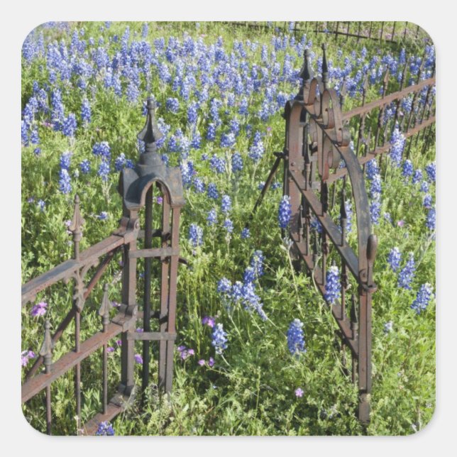 Bluebonnets and phlox surrounding cemetery gate square sticker (Front)