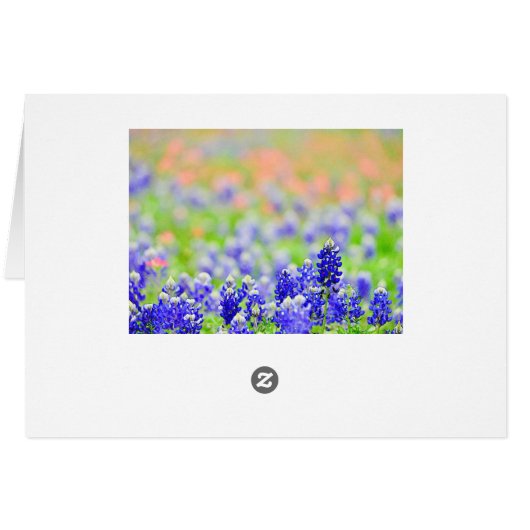 Bluebonnets at Evening (Back Horizontal)