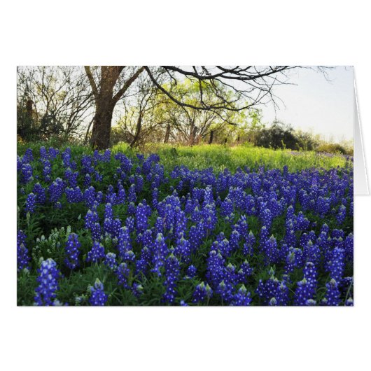 Bluebonnets at Evening Cards (Front Horizontal)