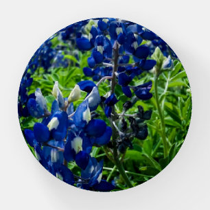Bluebonnets Blue Floral Texas Texan Elegant Paperweight
