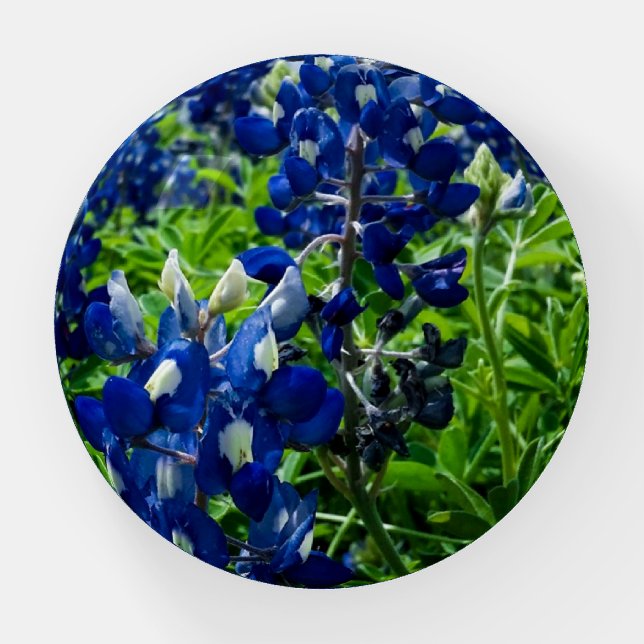 Bluebonnets Blue Floral Texas Texan Elegant Paperweight (Front)