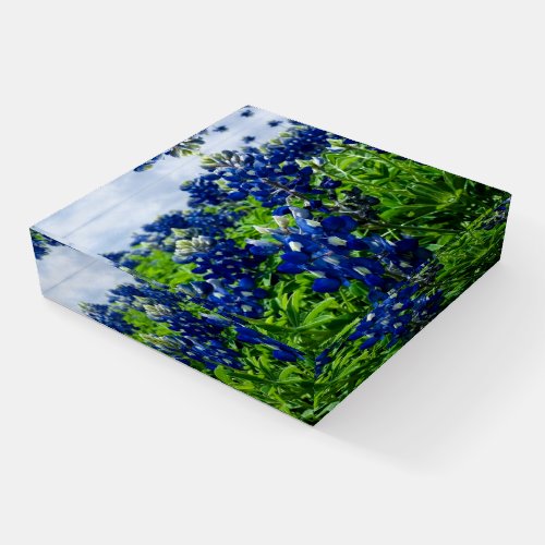 Bluebonnets Blue Floral Texas Texan Elegant Paperweight