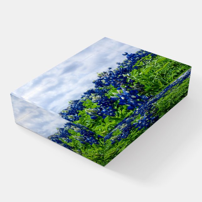 Bluebonnets Blue Floral Texas Texan Elegant Paperweight (Angled)
