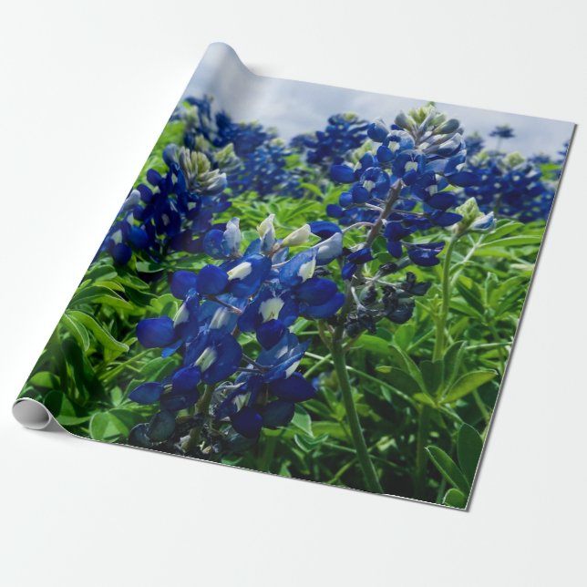 Bluebonnets Blue Floral Texas Texan Elegant Wrapping Paper (Unrolled)