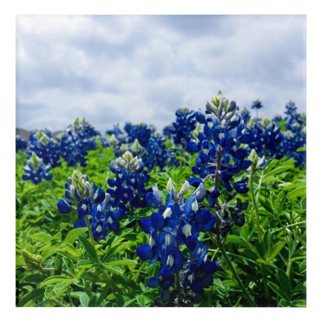Bluebonnets Blue Flowers Texas Texan Floral Acrylic Print (Front)