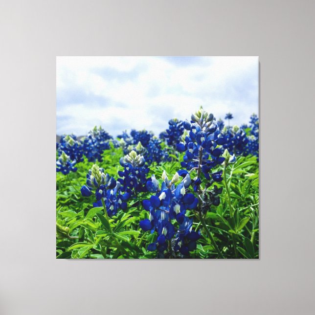 Bluebonnets Blue Flowers Texas Texan Floral Canvas Print (Front)