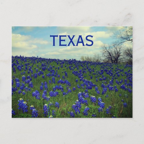 Bluebonnets Blue Flowers Texas Texan Floral Postca Postcard