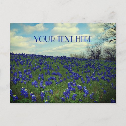 Bluebonnets Blue Flowers Texas Texan Floral  Postcard