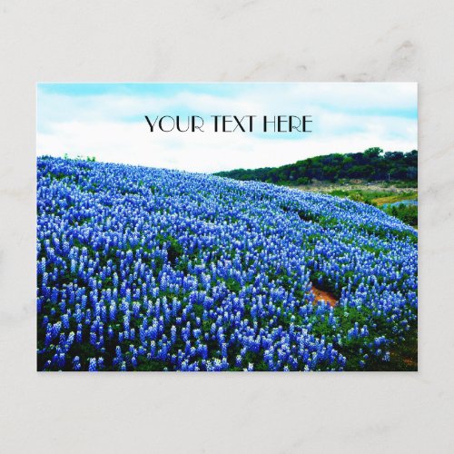 Bluebonnets Blue Flowers Texas texan Floral  Postcard