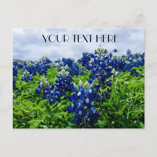 Bluebonnets Blue Flowers Texas texan Floral Postcard