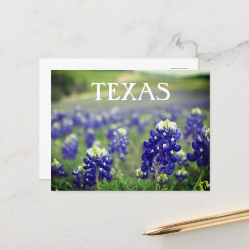 Bluebonnets Blue Flowers Texas Texan Floral Postcard