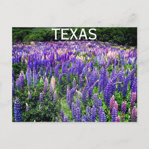 Bluebonnets Blue Flowers Texas Texan Floral Postcard