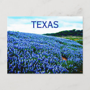 Bluebonnets Blue Flowers Texas Texan Floral Postcard