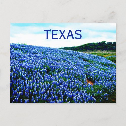 Bluebonnets Blue Flowers Texas Texan Floral Postcard
