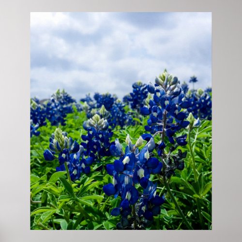 Bluebonnets Blue Flowers Texas Texan Floral Poster