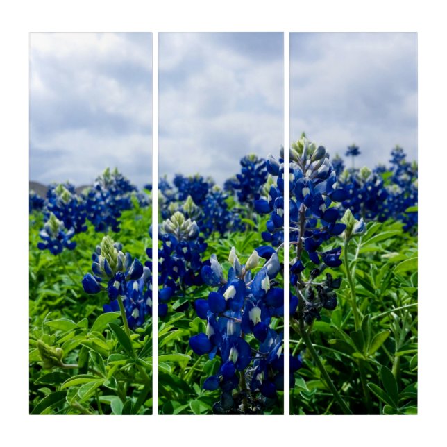 Bluebonnets Blue Flowers Texas Texan Floral Triptych (Front)