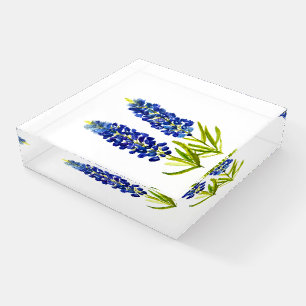 Bluebonnets Blue Flowers Texas Texan Lupine Paperweight