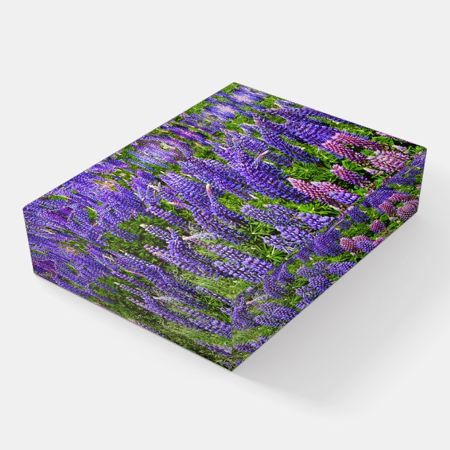 Bluebonnets Blue Flowers Texas Texan Lupine Paperweight (Angled)
