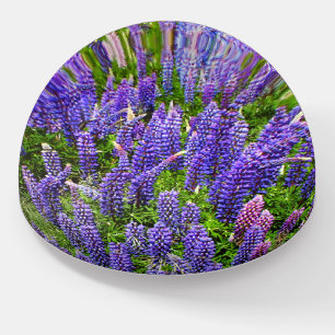 Bluebonnets Blue Flowers Texas Texan Lupine Paperweight