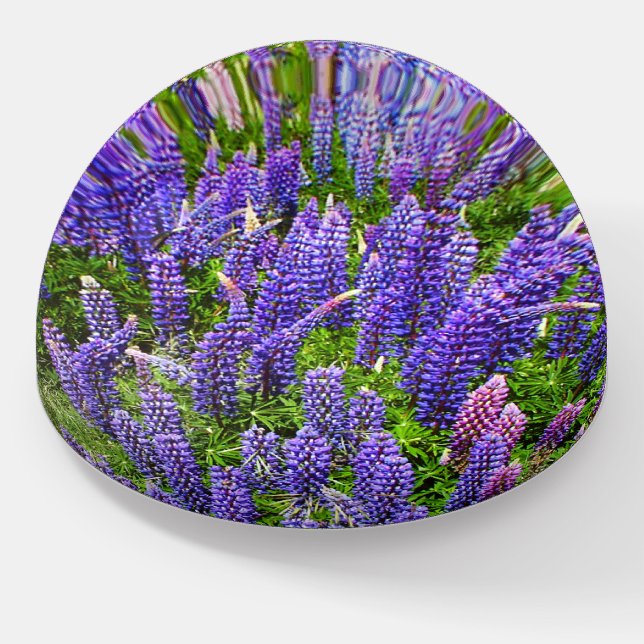 Bluebonnets Blue Flowers Texas Texan Lupine Paperweight (Angled)