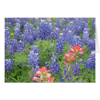Bluebonnets Cards