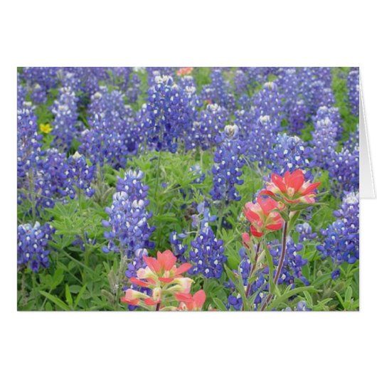 Bluebonnets Cards (Front Horizontal)