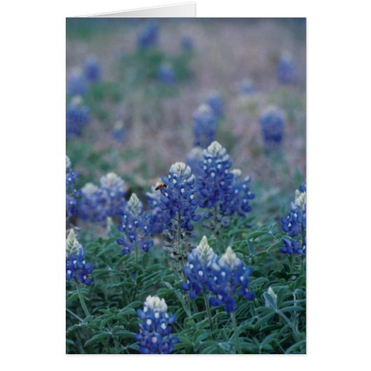 Bluebonnets Cards (Front)