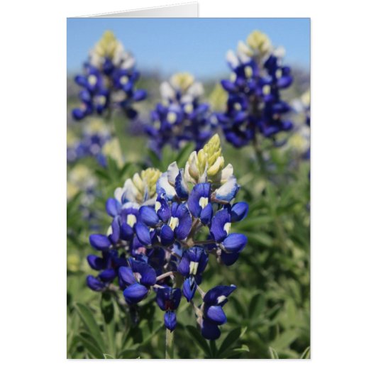 Bluebonnets Cards (Front)