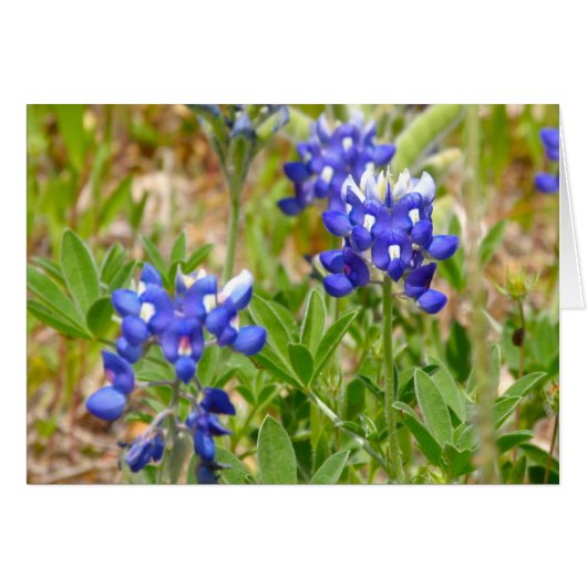 Bluebonnets Close Up Cards (Front Horizontal)