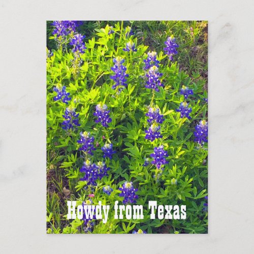Bluebonnets Howdy from Texas Wildflowers Photo Postcard