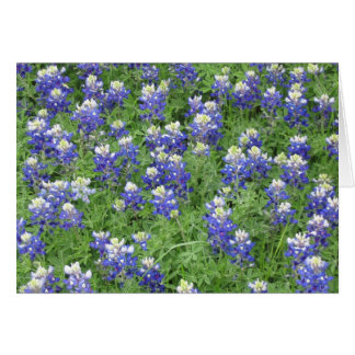 Bluebonnets in a field cards