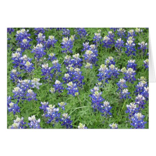 Bluebonnets in a field cards (Front Horizontal)