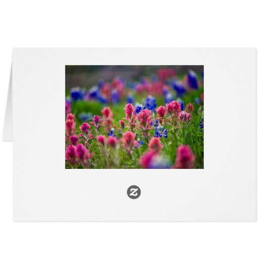 Bluebonnets in Chalk (Back Horizontal)