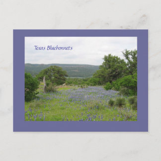 Bluebonnets in Texas Postcard