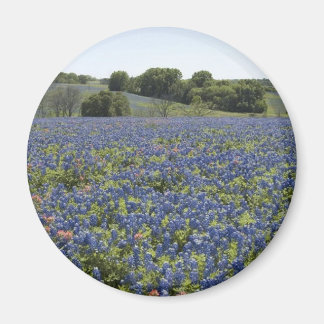 Bluebonnets Magnet