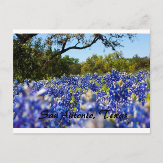 Bluebonnets Postcard (Front)