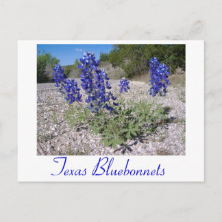Bluebonnets Postcard
